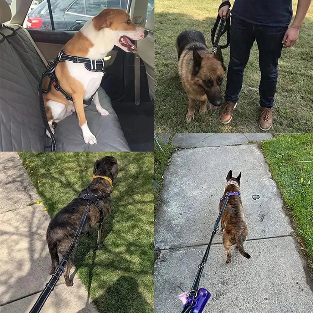 Dogs wearing durable harnesses and leashes for car rides and outdoor walks, built for all-weather adventures.